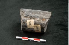 Foto (Seitenansicht) von Calamites communis Ettingshausen (NHMW-GEO-2024-0188-10962)